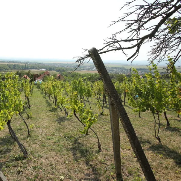 Anwesen mit Weinberg in Vinica-Preissenkung - Bild 2 / 8