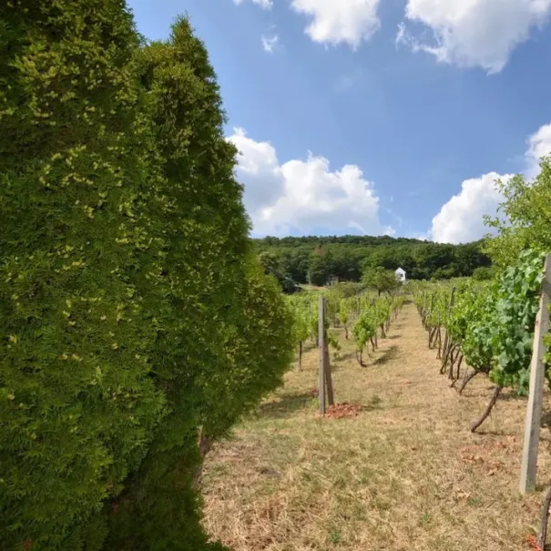 Anwesen mit Weinberg in Vinica-Preissenkung - Bild 3 / 8