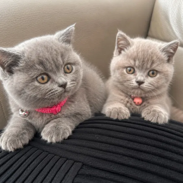 British Kurzhaar  Kitten suchen ein liebevolles Zu - Bild 1 / 1
