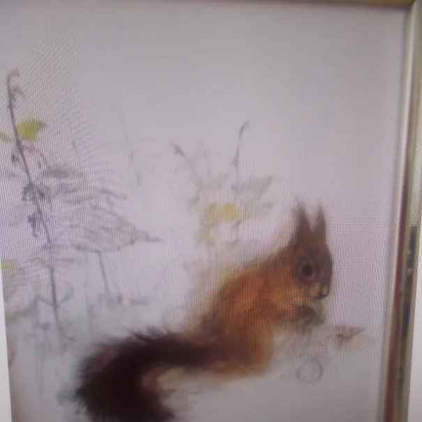 Eichhörnchen - Bild 1 / 1