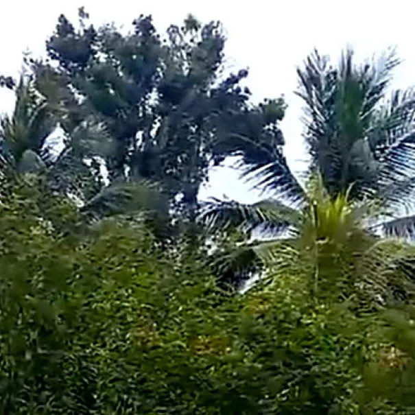 Ferien-Anlage auf der Insel Martinique - Ihre Kapitalanlage - Bild 6 / 7