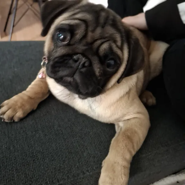 Mops Weibchen such ap Sofort zuhause - Bild 4 / 7
