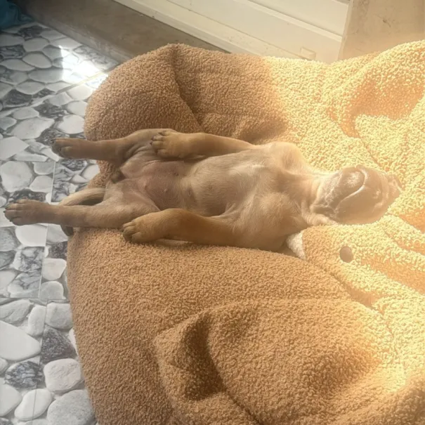 Mops Weibchen such ap Sofort zuhause - Bild 6 / 7