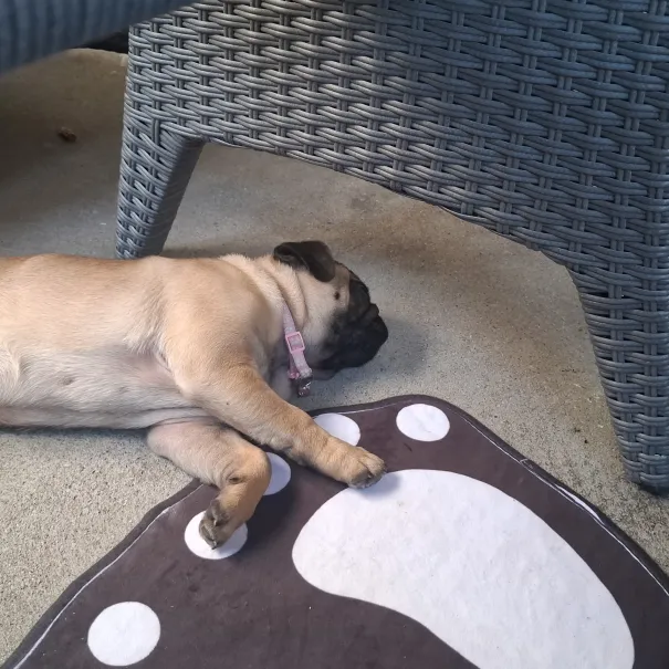 Mops Weibchen such ap Sofort zuhause - Bild 2 / 7