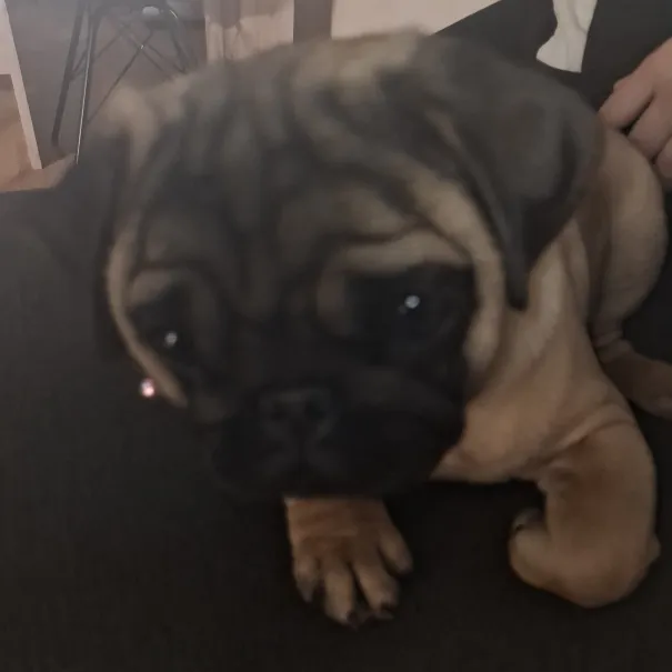 Mops Weibchen such ap Sofort zuhause - Bild 5 / 7