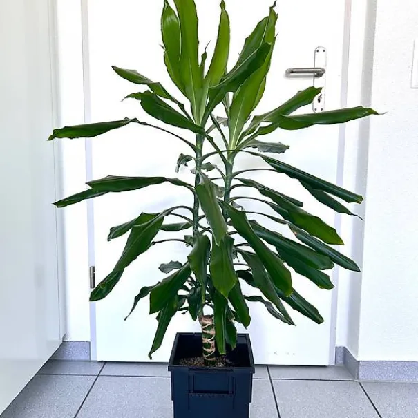 Schöner grosser Drachenbaum 120 cm hoch - Bild 1 / 1
