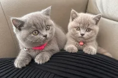 British Kurzhaar  Kitten suchen ein liebevolles Zu