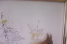 Eichhörnchen