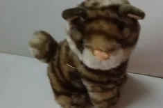 Katze