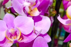 MASSAGE SPA IN WINTERTHUR