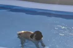 Mops Weibchen such ap Sofort zuhause