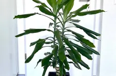Schöner grosser Drachenbaum 120 cm hoch